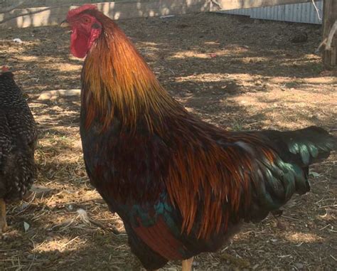 Roosters for sale on craigslist - Black Copper Maran cross rooster (1) 10/15 · Gum Spring. $10. hide. 1 - 61 of 61. lancaster, PA for sale "rooster" - craigslist.